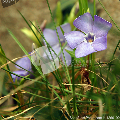 Image of Spring flower