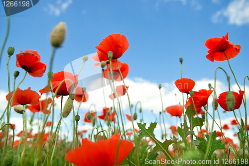 Image of poppy against blue sky