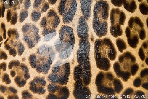 Image of Leopard skin background