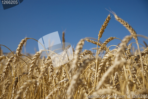 Image of Field of gold wheat and blue sky