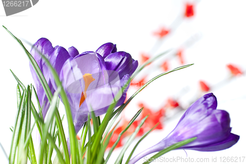 Image of crocus with red blurred flowers