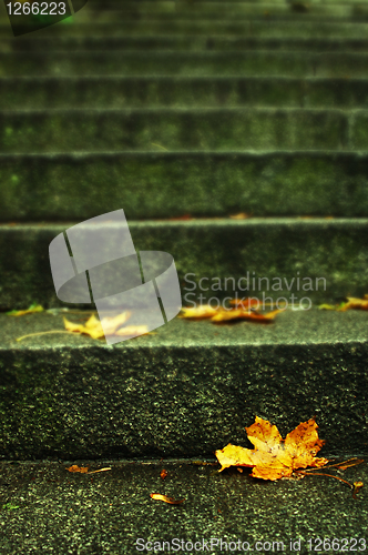 Image of autumn leaf on stairs