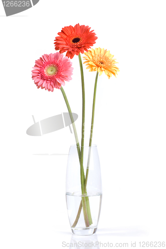 Image of Bouquet from daisy-gerbera in glass vase isolated on white