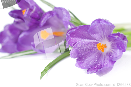 Image of crocus bouquet with water drops isolated on white