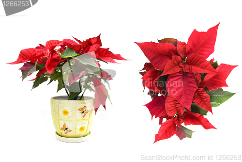 Image of christmas flower