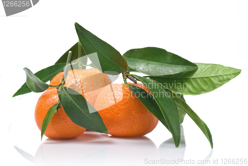 Image of Tangerines with green leaves isolated on white