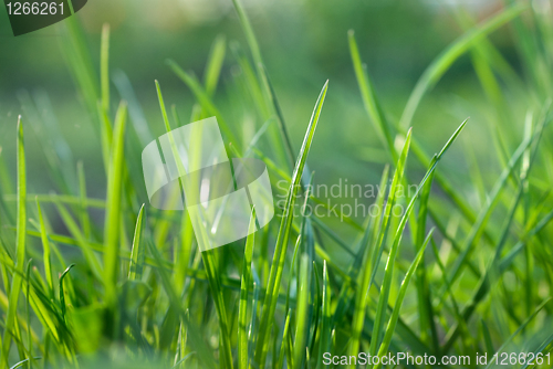 Image of green grass