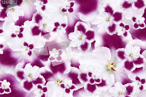 Image of pink flowers background