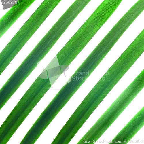 Image of pattern from green palm leaves isolated on white