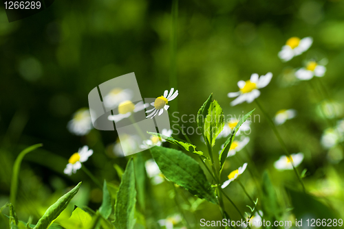 Image of white chamomiles on green sunny meadow