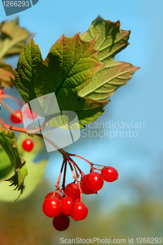Image of red viburnum berry