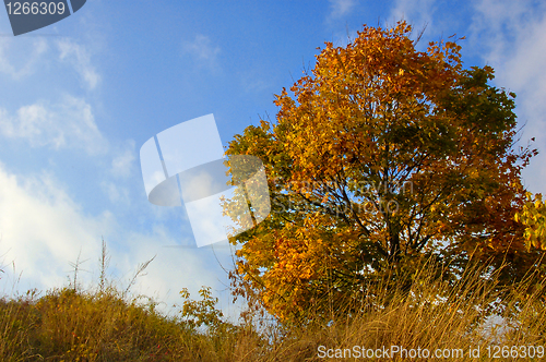 Image of autumn tree and sky