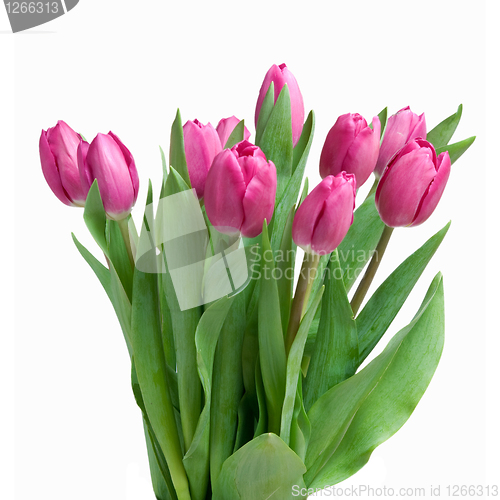 Image of close-up pink tulips isolated on white