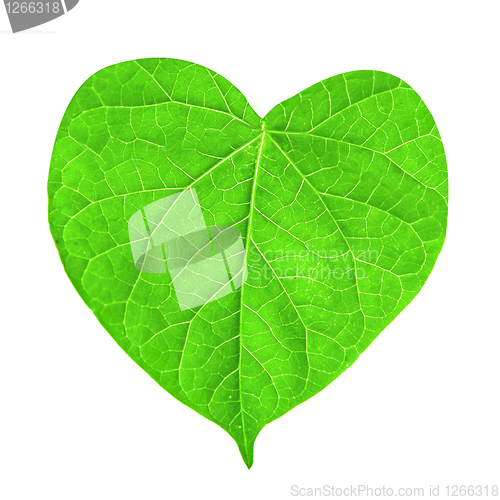 Image of green leaf in shape of heart isolated on white