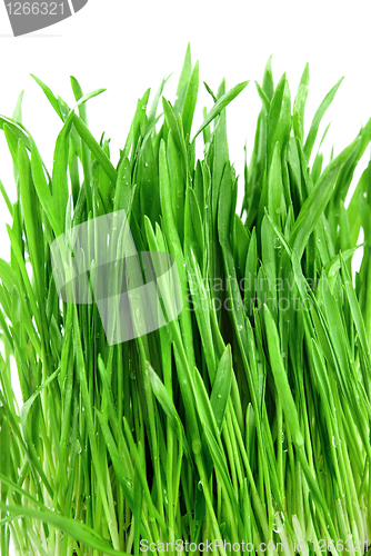 Image of close-up green grass isolated on white