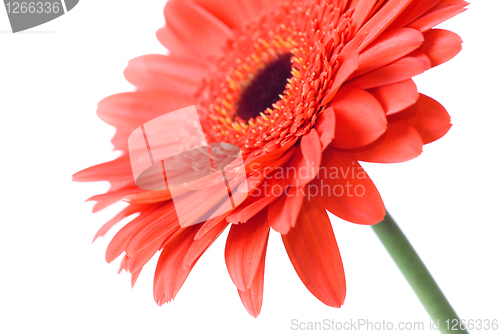 Image of Macro of red daisy-gerbera head isolated on white