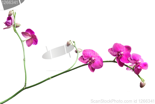 Image of pink orchid branch isolated on white