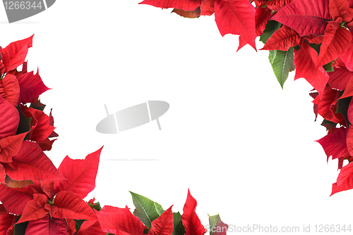 Image of christmas flower