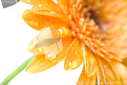 Image of Macro of yellow daisy-gerbera head isolated on white