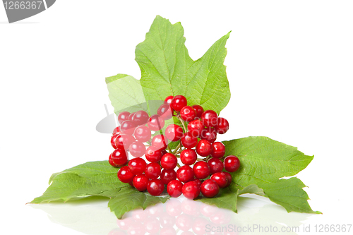 Image of Berries of red Viburnum with leaves isolated on white