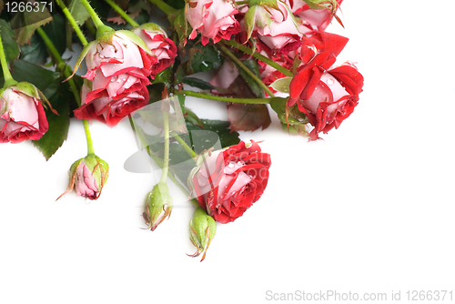 Image of red rose bouquet on white
