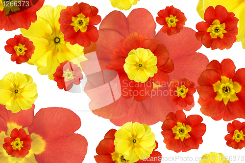 Image of color flowers background