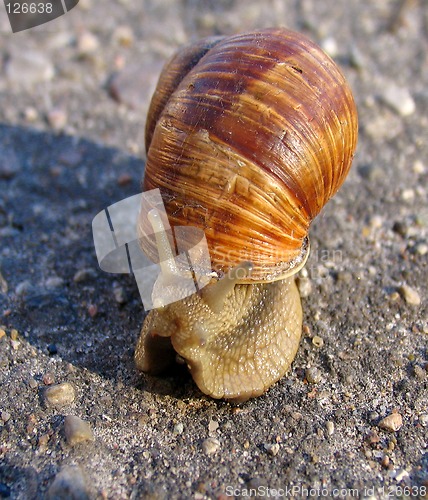 Image of Snail