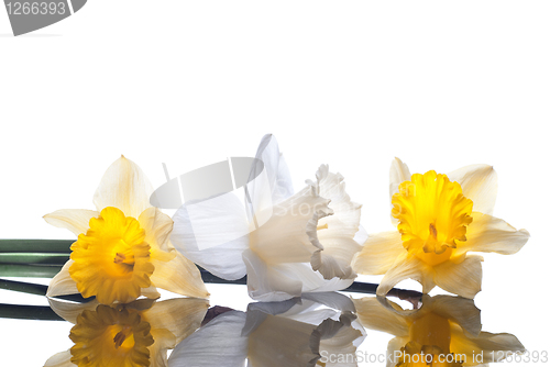 Image of white and yellow narcissus isolated on white background