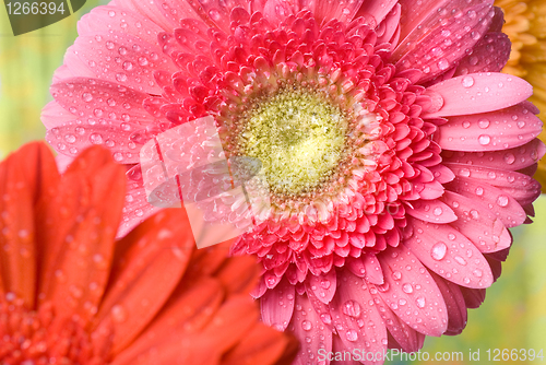 Image of Pink daisy-gerbera with water drops