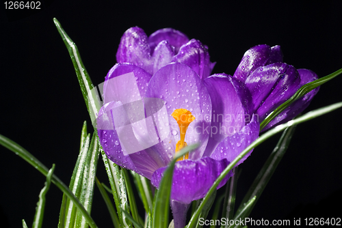 Image of crocus bouquet with water drops isolated on black