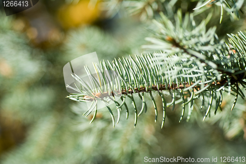 Image of branch of green christmas tree