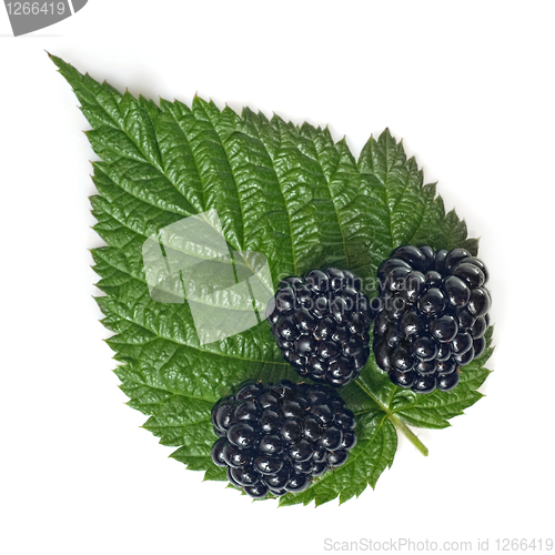 Image of blackberry with green leaf isolated on white 