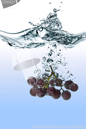 Image of blue grape dropped into water with splash isolated on white