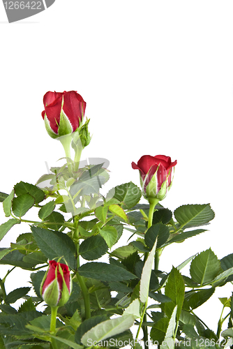 Image of red rose bouquet isolated on white