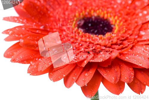 Image of Macro of red daisy-gerbera head with water drops isolated on whi