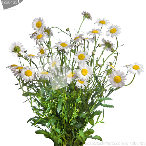 Image of white chamomiles bouquet isolated on white