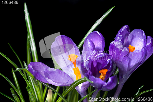 Image of crocus bouquet with water drops isolated on black