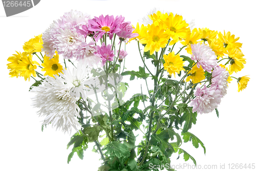 Image of chrysanthemum bouquet isolated on white