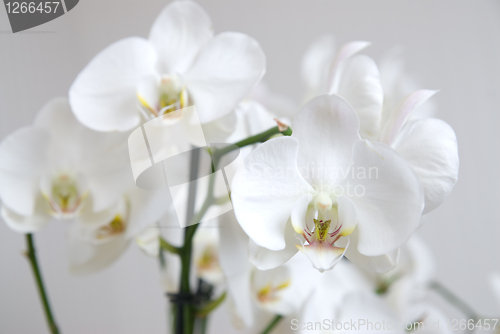 Image of branch of white orchid