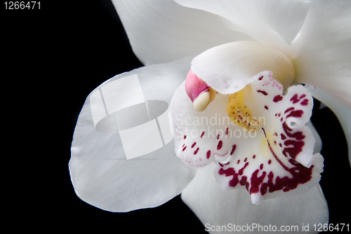 Image of close up white orchid isolated on black