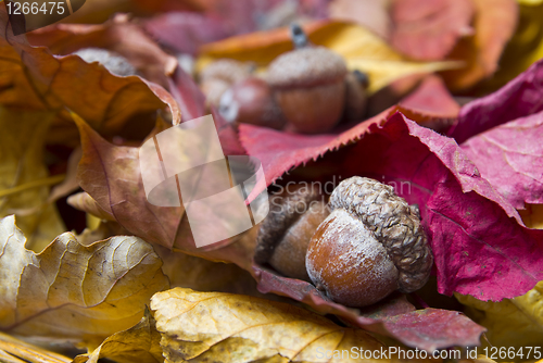 Image of acorns with autumn leaves