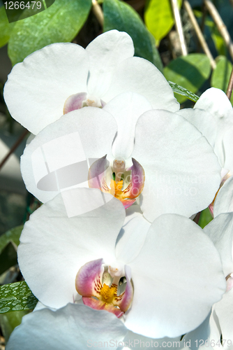 Image of white orchids