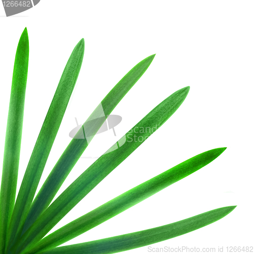 Image of green palm leaves isolated on white