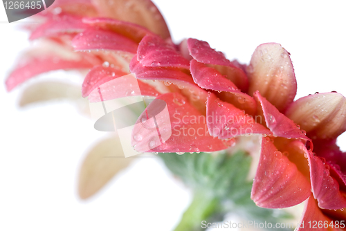 Image of Pink daisy-gerbera with water drops isolated on white