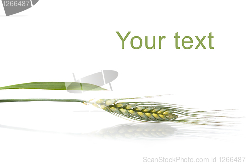 Image of green wheat isolated on white