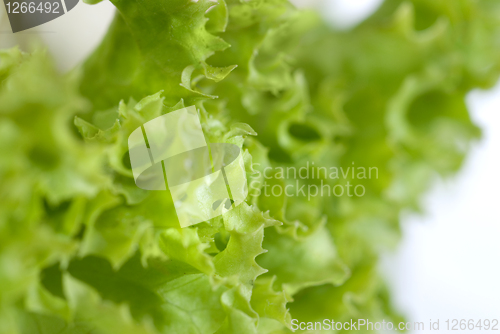 Image of Salad leaves