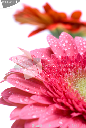 Image of Pink daisy-gerbera with water drops isolated on white