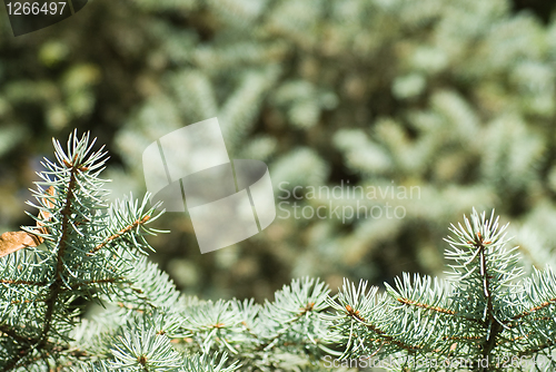 Image of branch of green christmas tree