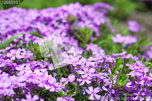 Image of purple flowers in the garden