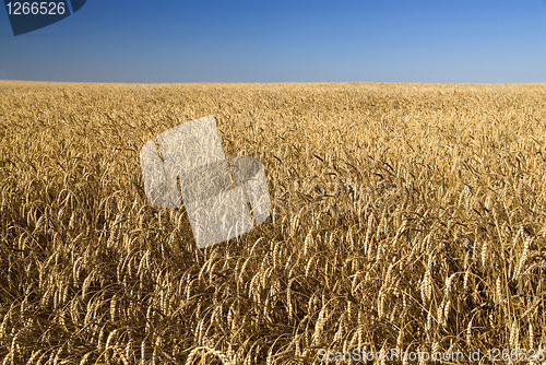 Image of Field of gold wheat and blue sky